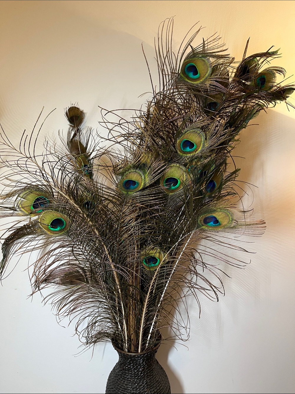 Natural Peacock Tail Feathers – Craft or Decor / Boho 
Lot of Approx 27
Gorgeous